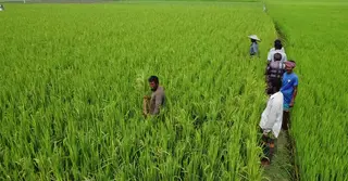 এক প্যাকেটে তিন জাতের ধানবীজ, লোকসানে বগুড়ার কৃষক